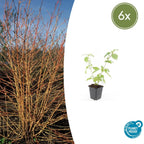 Cornus sanguineum 'Anny’s Winter Orange' (Kornelkirsche) – 6 Pflanzen, Ø9 cm, 10–25 cm hoch