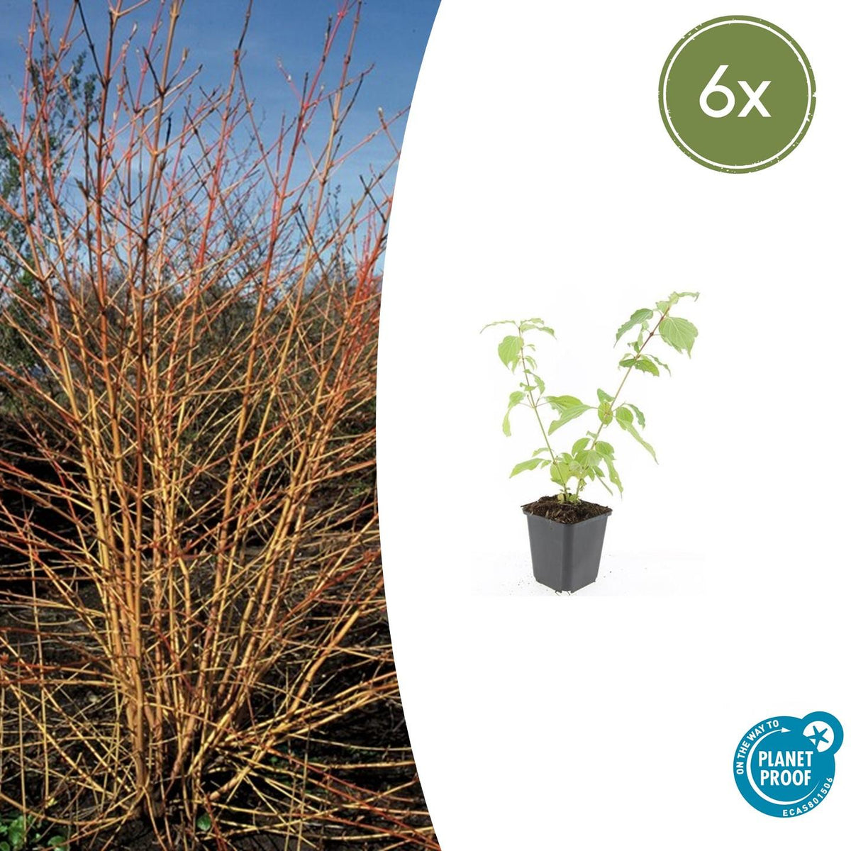 Cornus sanguineum 'Anny’s Winter Orange' (Kornelkirsche) – 6 Pflanzen, Ø9 cm, 10–25 cm hoch – Bild 2
