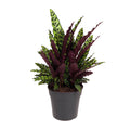 Calathea Lancifolia – Ø27 cm, 70 cm hoog
