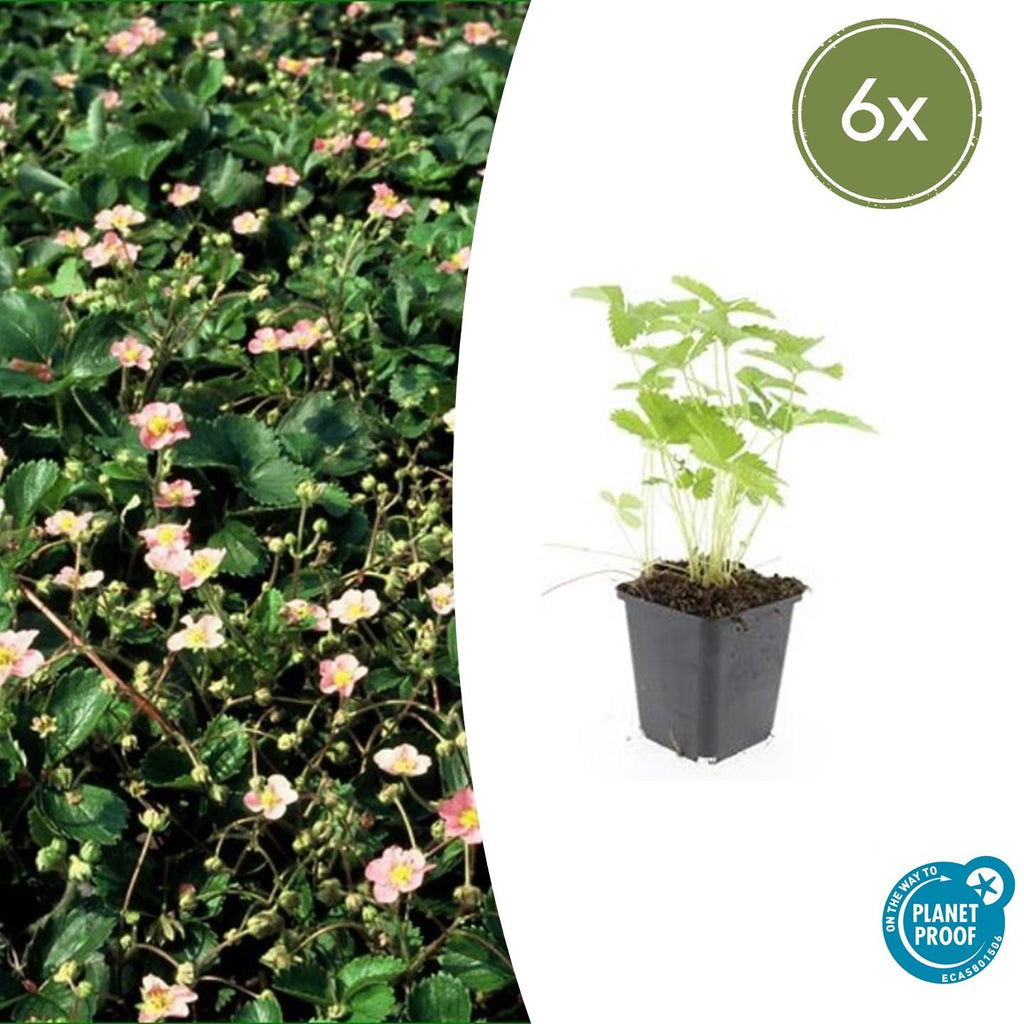 Fragaria vesca (wild strawberry) – 6 plants, Ø9 cm, 10–25 cm high – photo 2