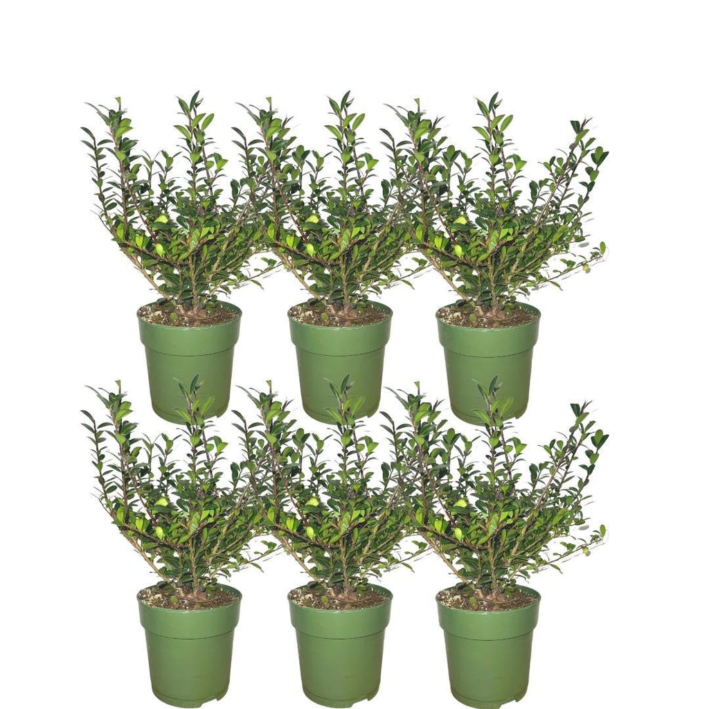 Ilex crenata 'Jenny' (Japanese holly) – 6 plants, 250 cm high