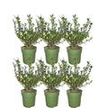 Ilex crenata 'Jenny' (Japanese holly) – 6 plants, 250 cm high