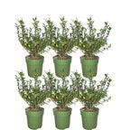 Ilex crenata 'Jenny' (Japanese holly) – 6 plants, 250 cm high