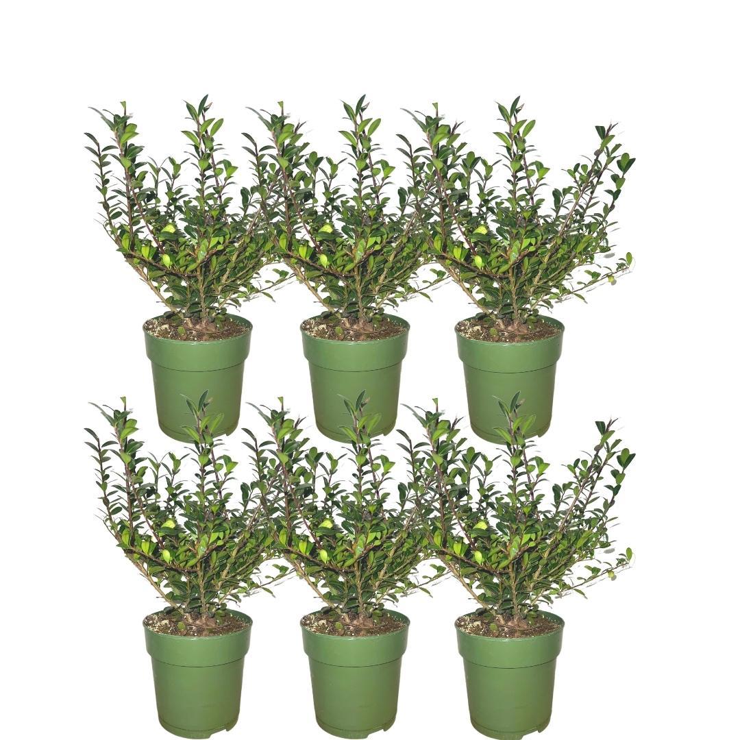 Ilex crenata 'Jenny' (Japanese holly) – 6 plants, 250 cm high
