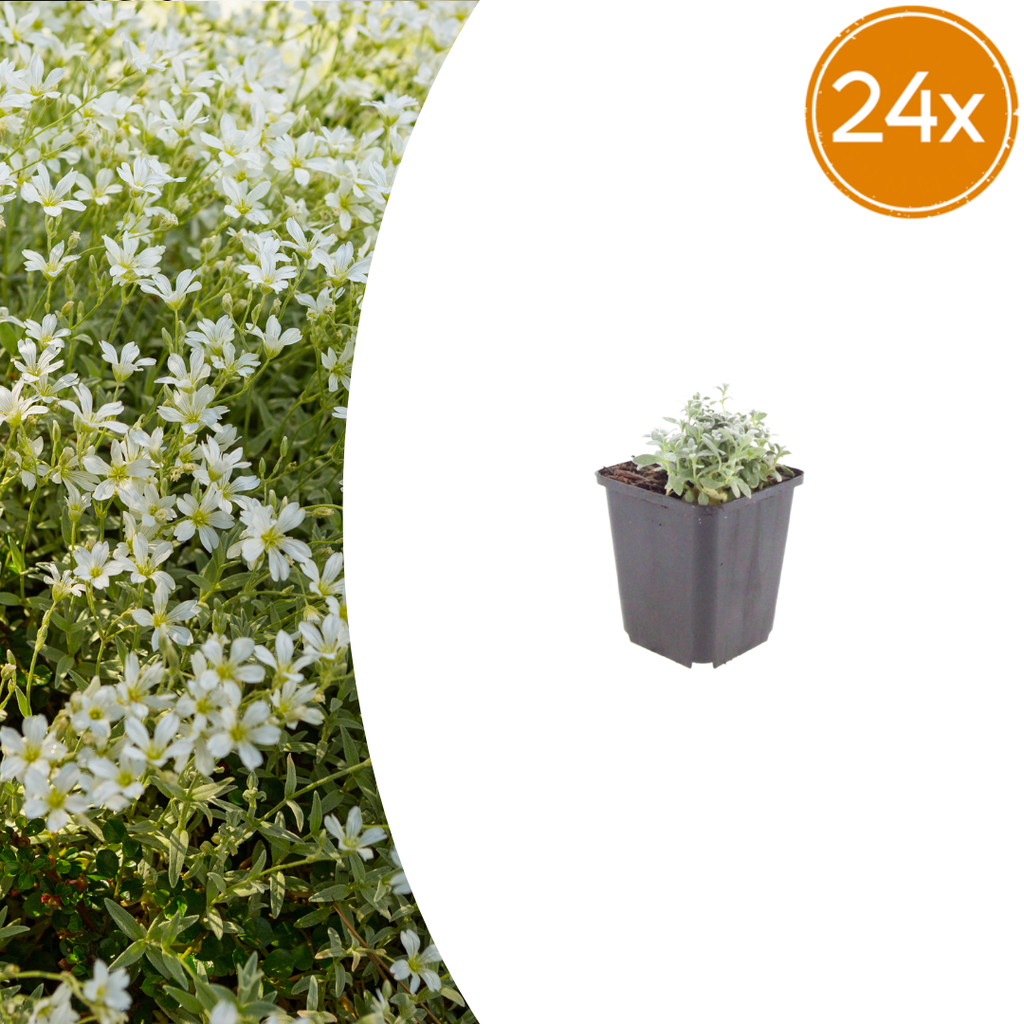 Cerastium tomentosum (Behaarte Schafgarbe) – 24 Pflanzen, Ø 9 cm, 10–25 cm hoch