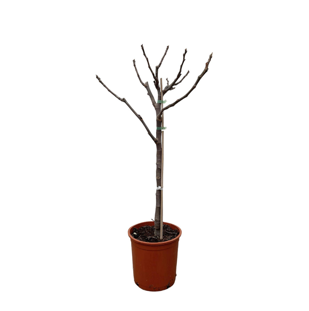 Ficus carica (common fig) standard – Ø20 cm, 100 cm high