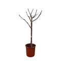 Ficus carica (common fig) standard – Ø20 cm, 100 cm high