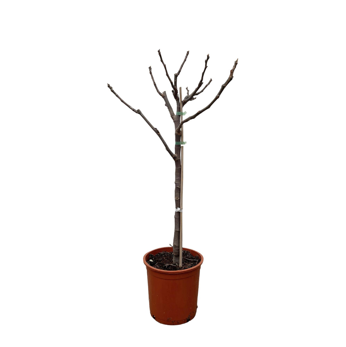 Ficus carica (common fig) standard – Ø20 cm, 100 cm high