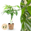 2× Pachira aquatica med flettet stamme (pengetræ) med kurv – Ø17 cm, 60–70 cm høj
