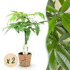 2× Pachira aquatica med flettet stamme (pengetræ) med kurv – Ø17 cm, 60–70 cm høj