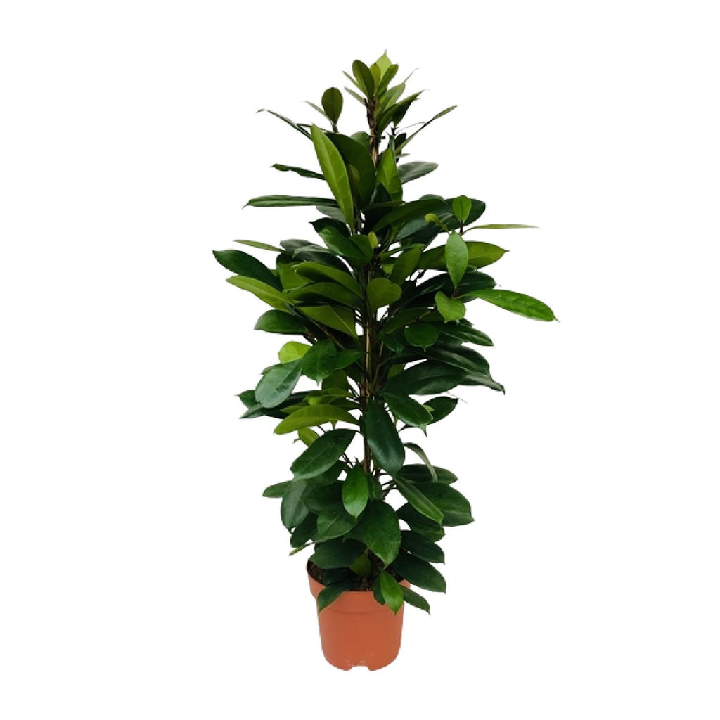 Ficus Cyathistipula – Ø21 cm, 105 cm høj – art. 5077