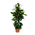 Ficus Cyathistipula – Ø21 cm, 105 cm høj – art. 5077