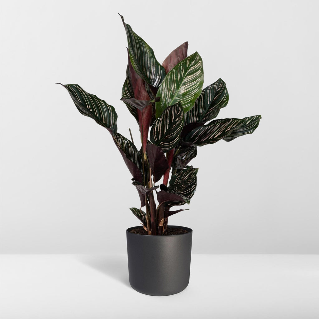 Calathea Ornata – Ø14 cm, 50 cm høj