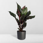 Calathea Ornata – Ø14 cm, 50 cm høj
