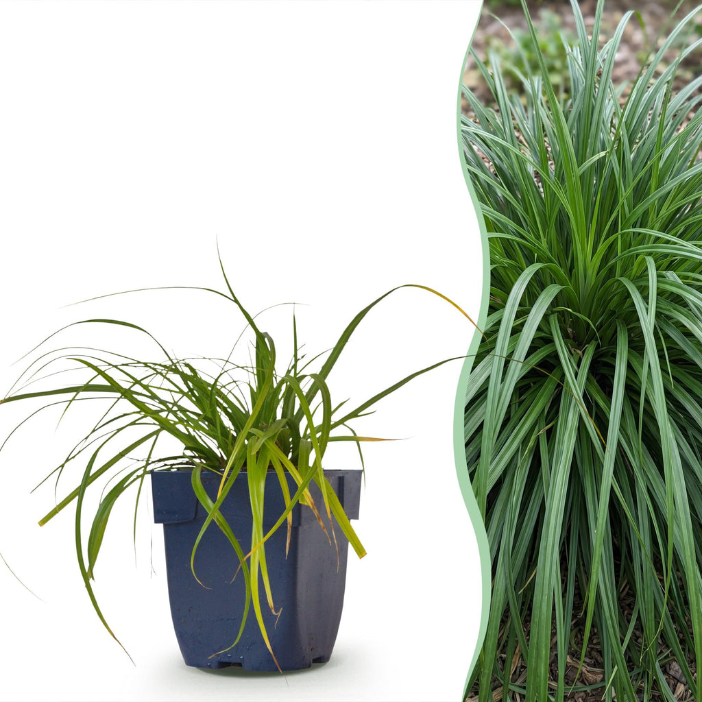 Carex oshimensis 'Evergreen' (Japanse zegge) – 12 planten, Ø11 cm, 15–25 cm hoog