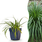 Carex oshimensis 'Evergreen' (Japanse zegge) – 12 planten, Ø11 cm, 15–25 cm hoog