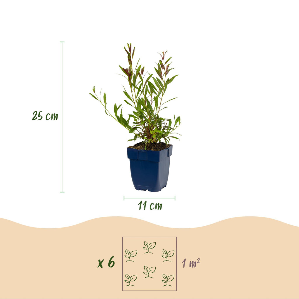 Gaura lindh. 'Florgauros' (prachtkaars) – pink – 6 plants, Ø11 cm, 15–25 cm high – photo 3