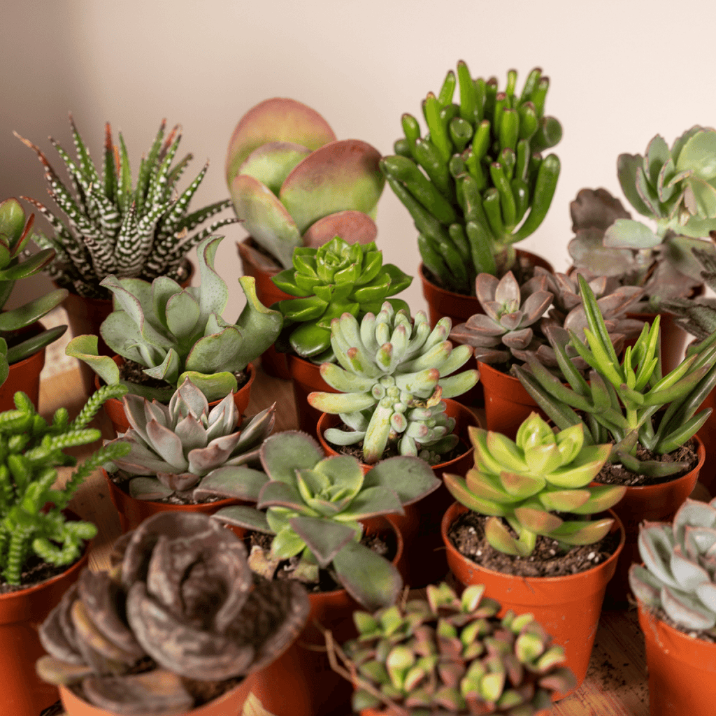 20× Vetplanten – Ø6 cm, 7 cm hoog – foto 3