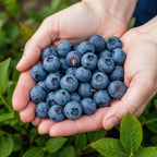 Vaccinium corymbossum 'Goldtraube' (blueberry) – 6 plants, Ø9 cm, 35 cm high
