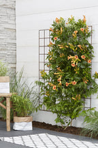 Campsis 'Indian Summer' (orange trumpet flower) – Ø15 cm, 65 cm high