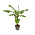 Musa (Bananenpflanze) – Ø 34 cm, 200 cm hoch