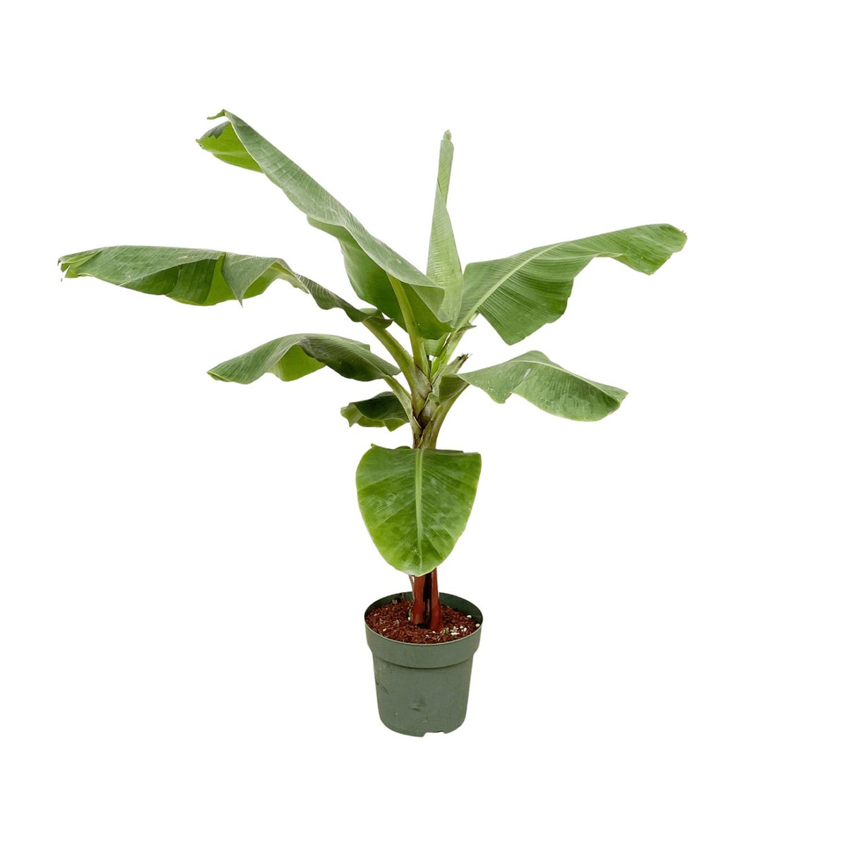Musa (Bananenpflanze) – Ø 34 cm, 200 cm hoch