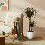 Dracaena Magenta (arbre dragonnier) dans pot décoratif Potter blanc – Ø21 cm, 90–100 cm de haut