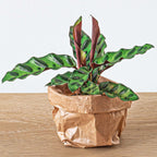 Calathea Lancifolia – Ø6 cm – recharge du kit de démarrage