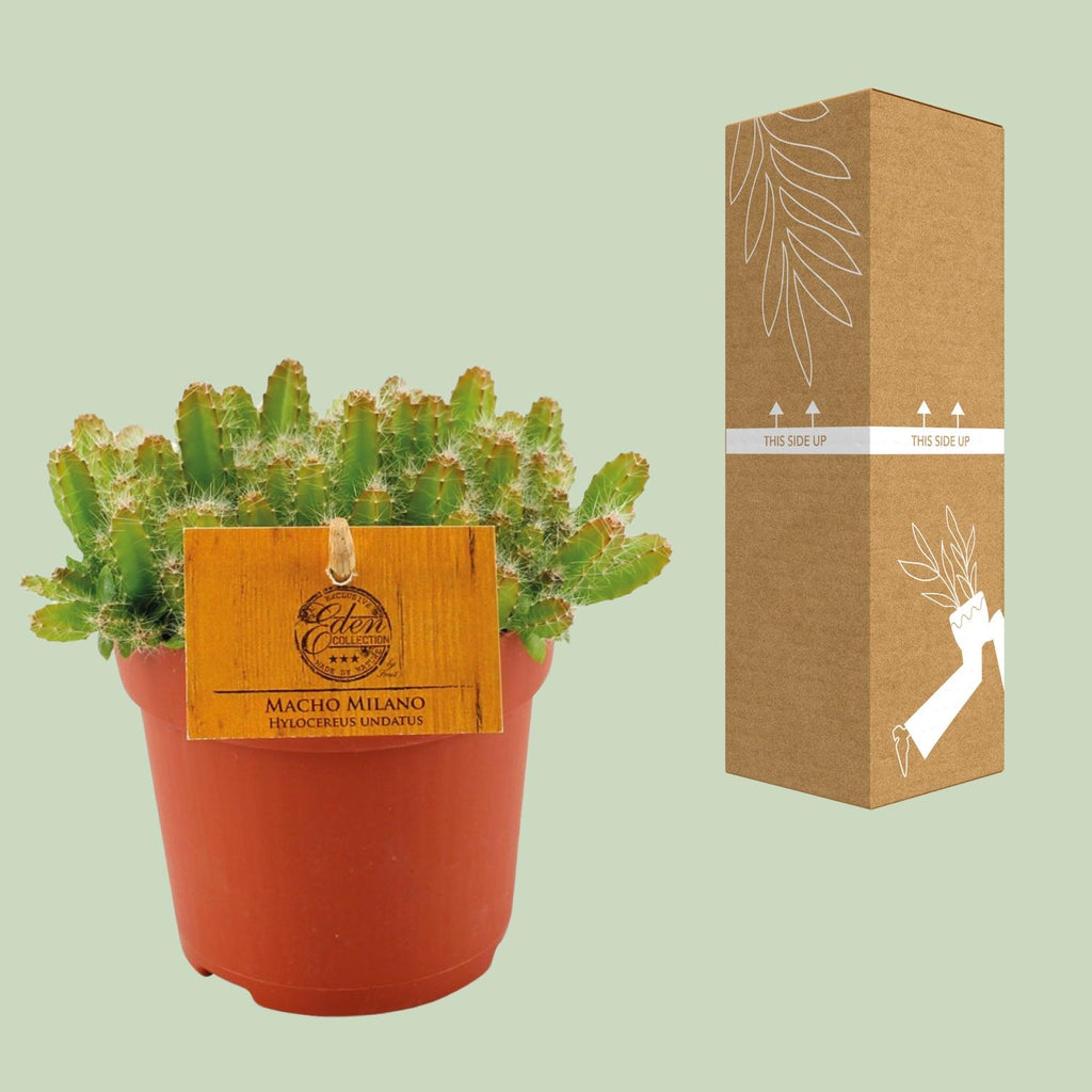 Hylocereus Undatus (Cactaceae) – Ø11 cm, 15 cm hoog