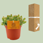 Hylocereus Undatus (Cactaceae) – Ø11 cm, 15 cm hoog