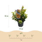 Leucothoe 'Curly Gold' – gul – 2 planter, Ø17 cm, 40 cm høj