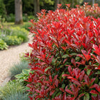 Photinia fraseri 'Red Robin' (photinia) – rouge – 16 plants, Ø9 cm, 25–35 cm de haut