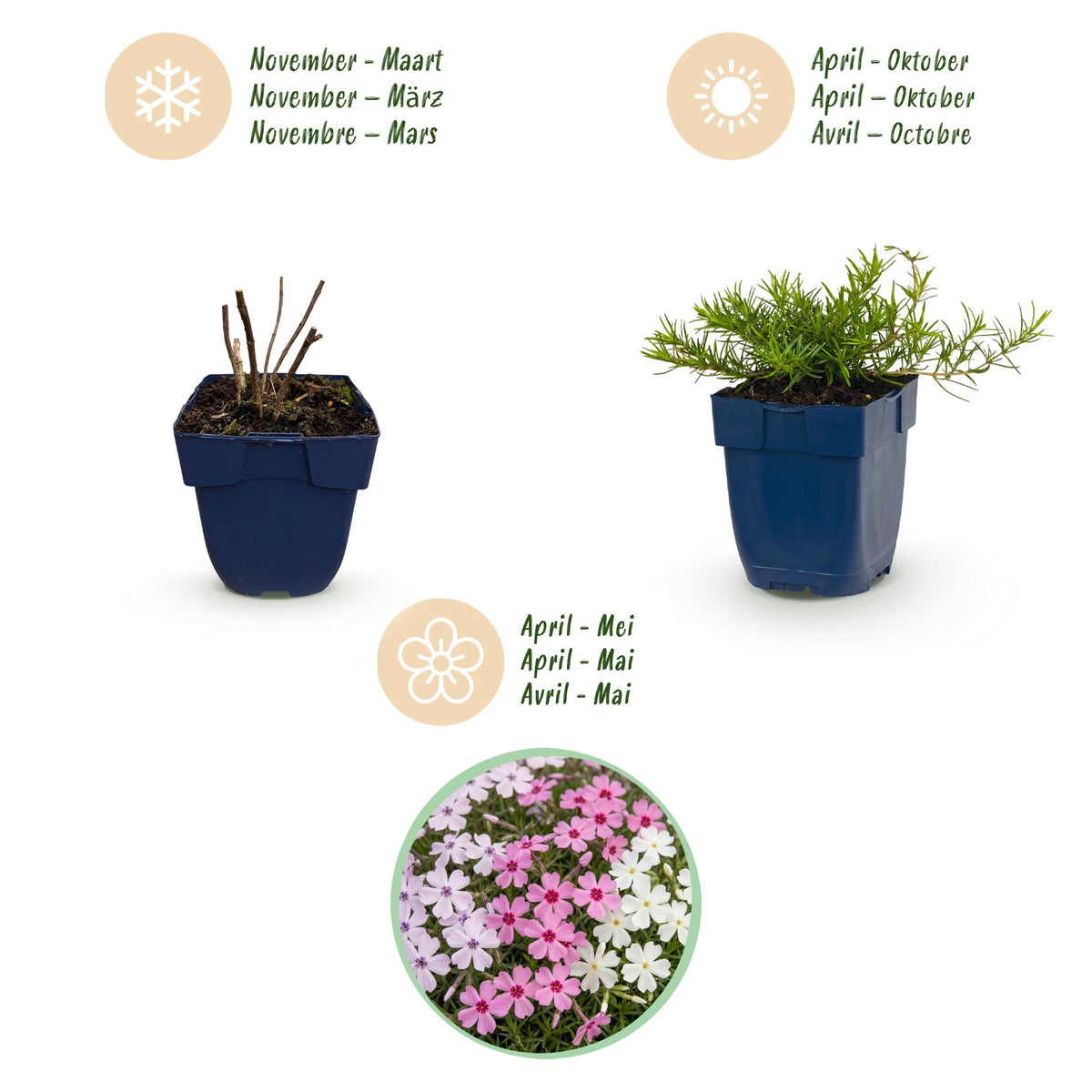 Phlox 'Tricolour' (Leitblume) – violett-rosa-weiß – 12 Pflanzen, Ø11 cm, 15–25 cm hoch – Bild 4