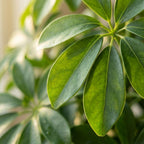 Schefflera Arab Nora (fingertræ) i hvid Potter-pottedskjulere – Ø21 cm, 70 cm høj