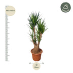 Yucca elephantipes vertakt – Ø55 cm, 190 cm hoog
