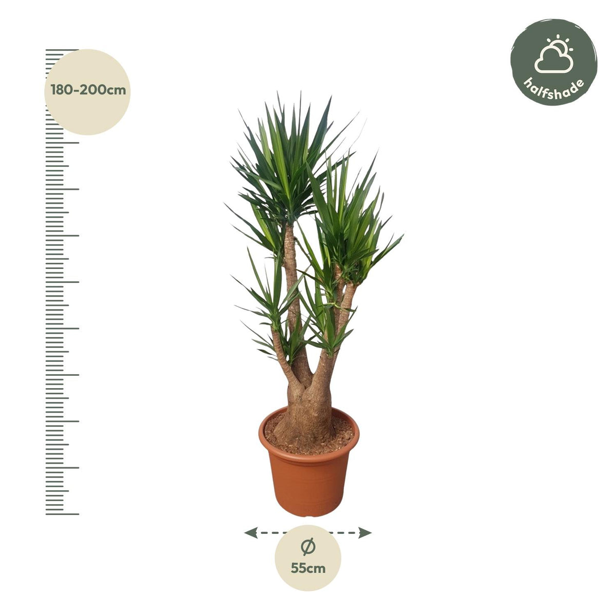 Yucca elephantipes verzweigt – Ø 55 cm, 190 cm hoch