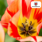 Tulpe 'Spring Break' – 20 Blumenzwiebeln (Zwiebelgröße 11/12)