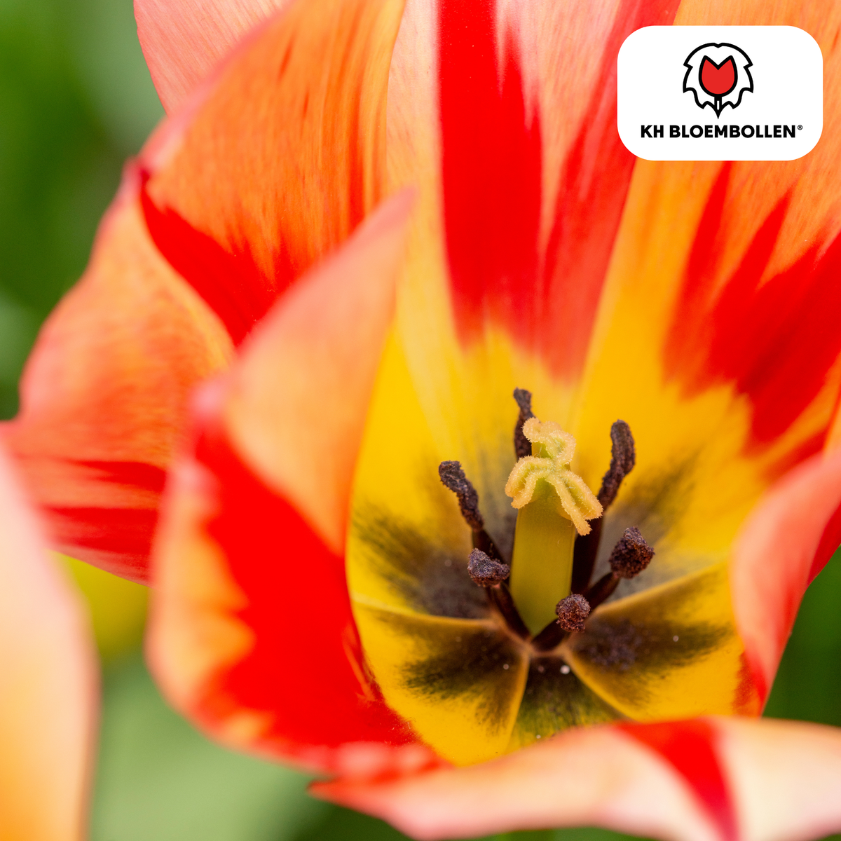 Tulp 'Spring Break' – 20 bloembollen (bolmaat 11/12)