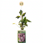 Clematis montana 'Mayleen' (clématite des montagnes) – rose clair – 2 plantes, Ø9 cm, 35 cm de haut
