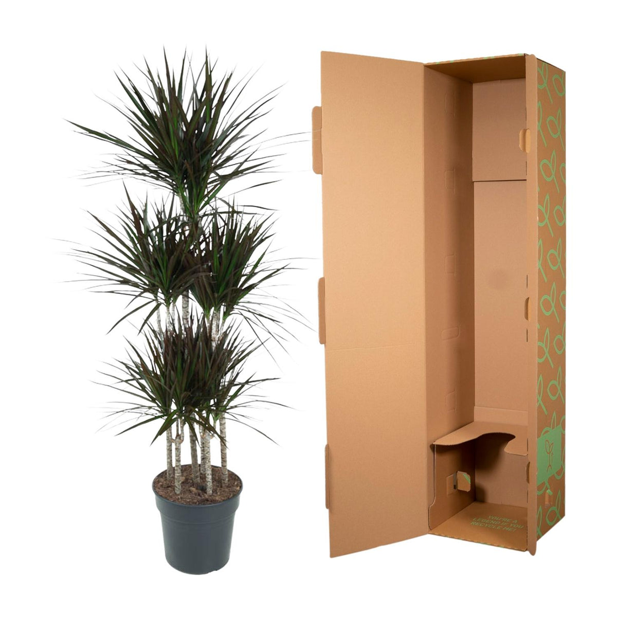 Dracaena Magenta Carrousel (Drachenbaum) – Ø31 cm, 150 cm hoch