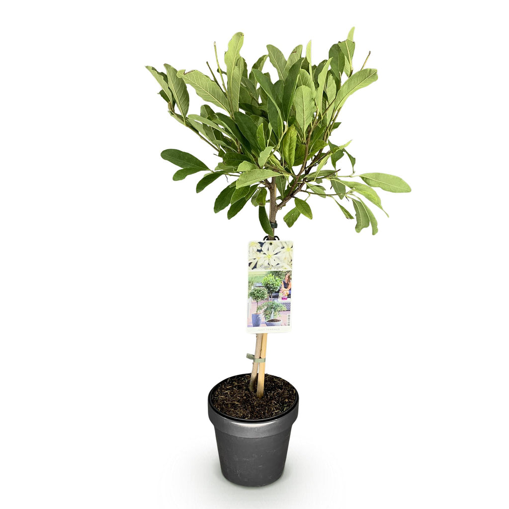 Magnolia stellata auf Stamm – Ø 19 cm, 90 cm hoch – Bild 2