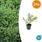 Symphoricarpos ch. 'Hancock' (snowberry) – 24 plants, Ø9 cm, 10–25 cm high
