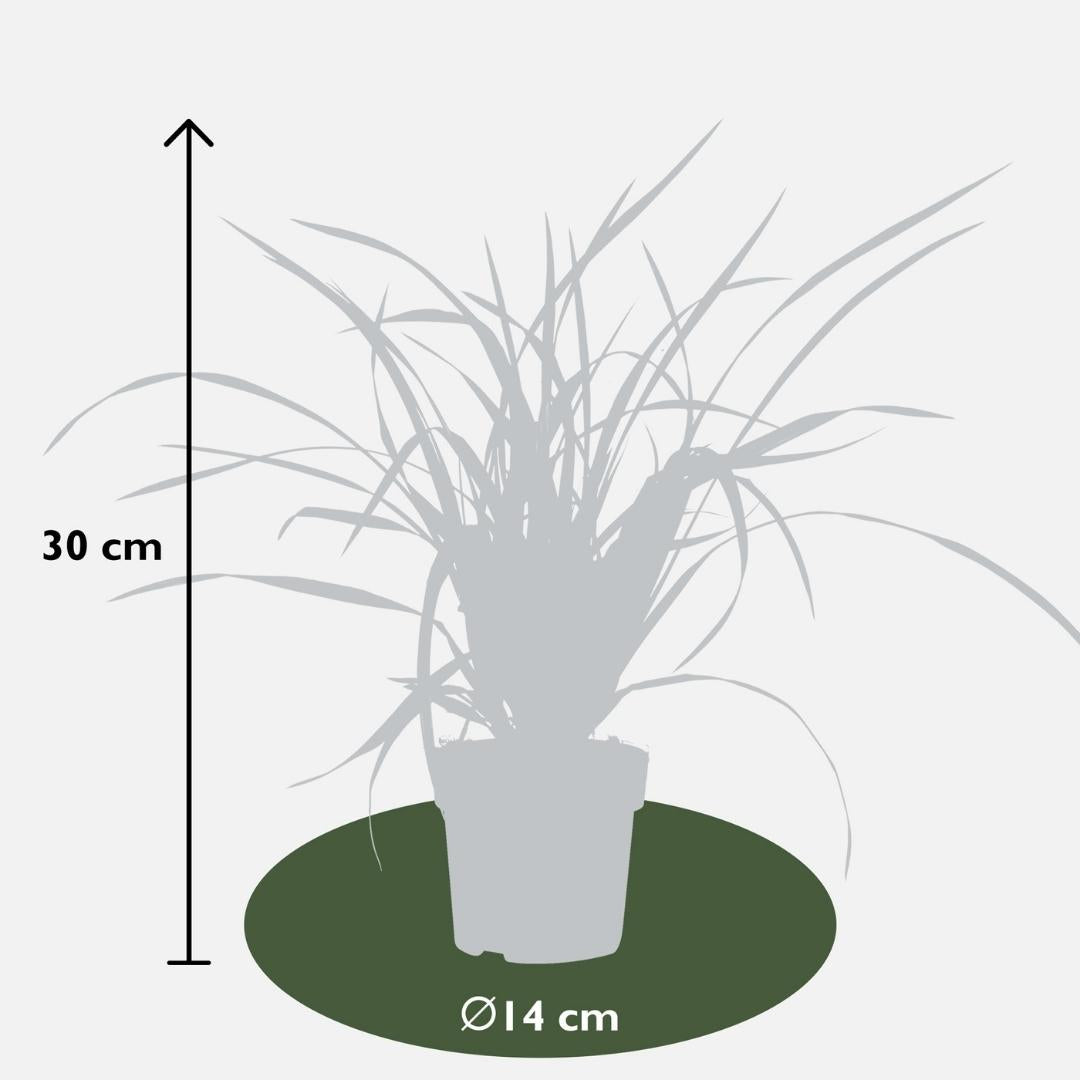 Carex morrowi 'Irish Green' (Segge) – 3 Pflanzen, Ø14 cm, 25 cm hoch – Bild 4