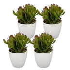 4× Crassula ovata (plante de jade) en pot blanc – Ø12 cm, 16 cm de haut
