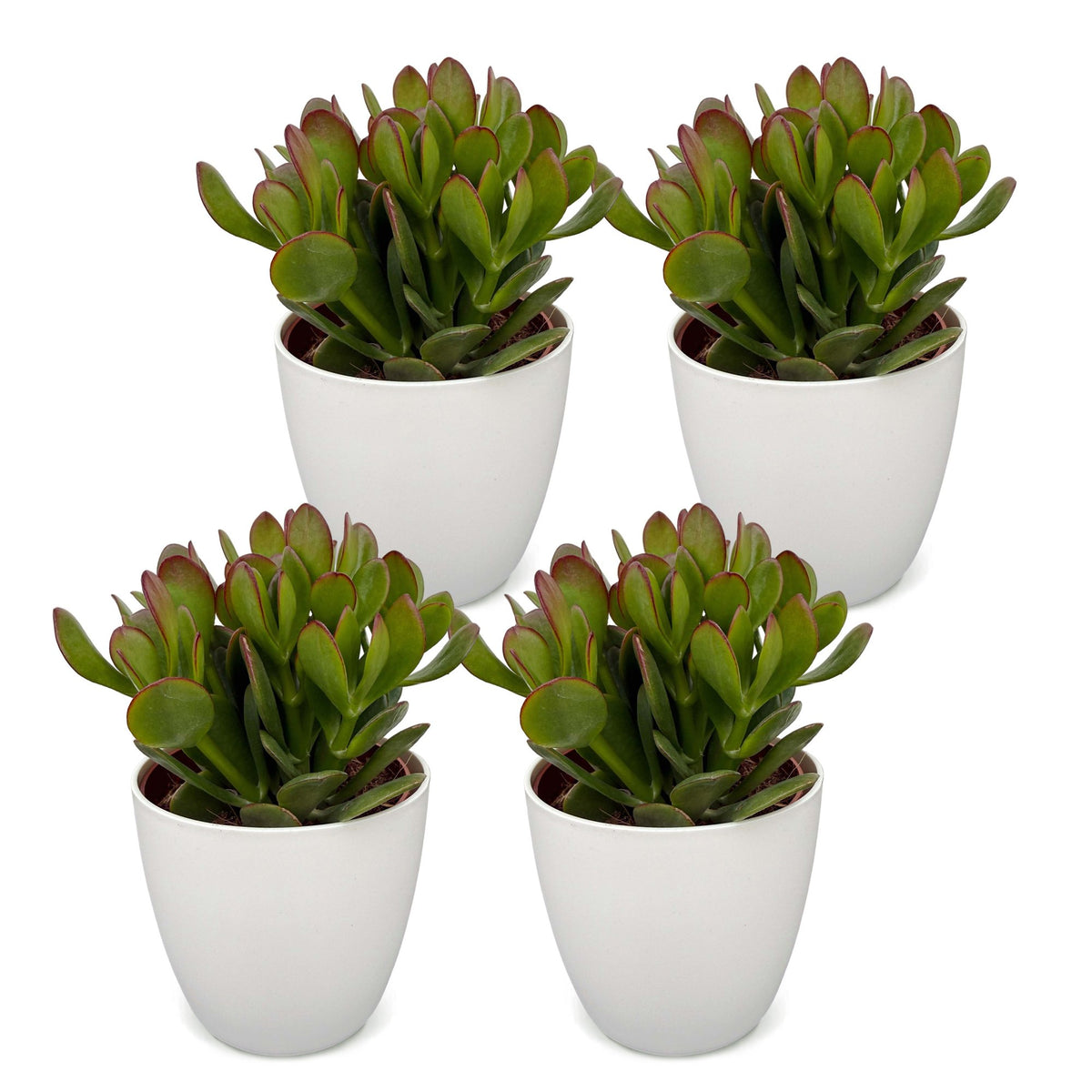 4× Crassula ovata (plante de jade) en pot blanc – Ø12 cm, 16 cm de haut