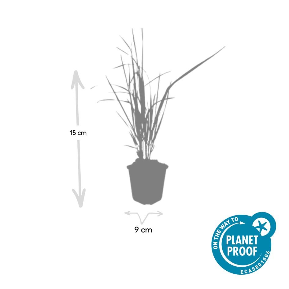 Calamagrostis acut. 'Karl Foerster' (struisriet) – 60 planten, Ø9 cm, 10–25 cm hoog