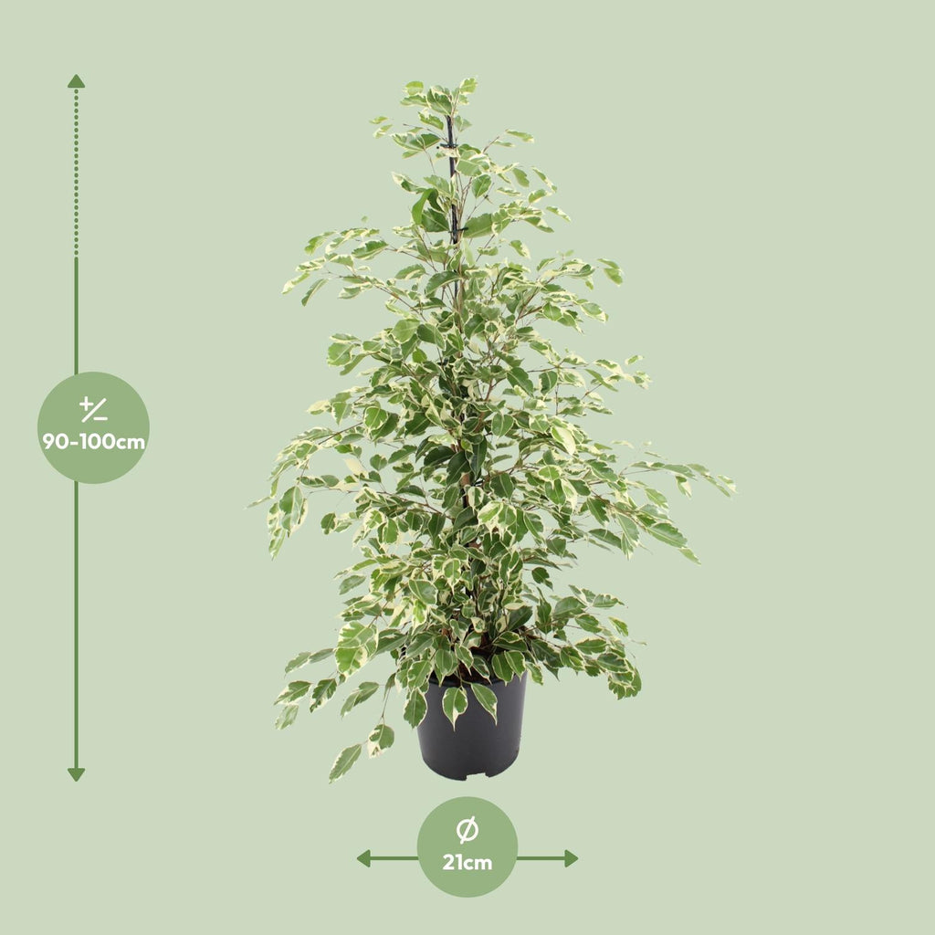 Ficus benjamina Twilight (ficus pleureur) – Ø21 cm, 95 cm de haut