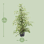 Ficus benjamina Twilight (ficus pleureur) – Ø21 cm, 95 cm de haut