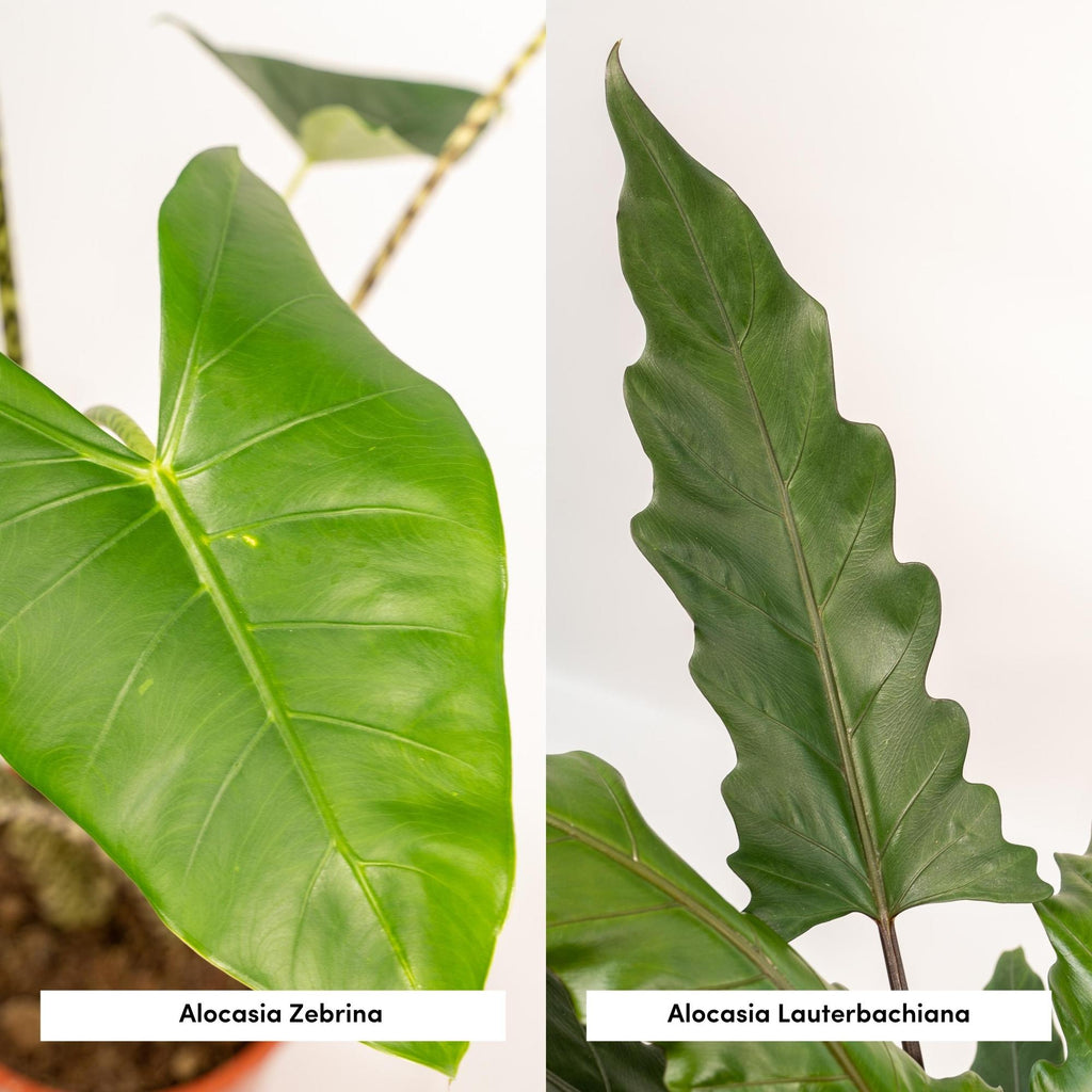 Alocasia Lauterbachiana (elefantøre) – Ø19 cm, 75 cm høj – billede 3