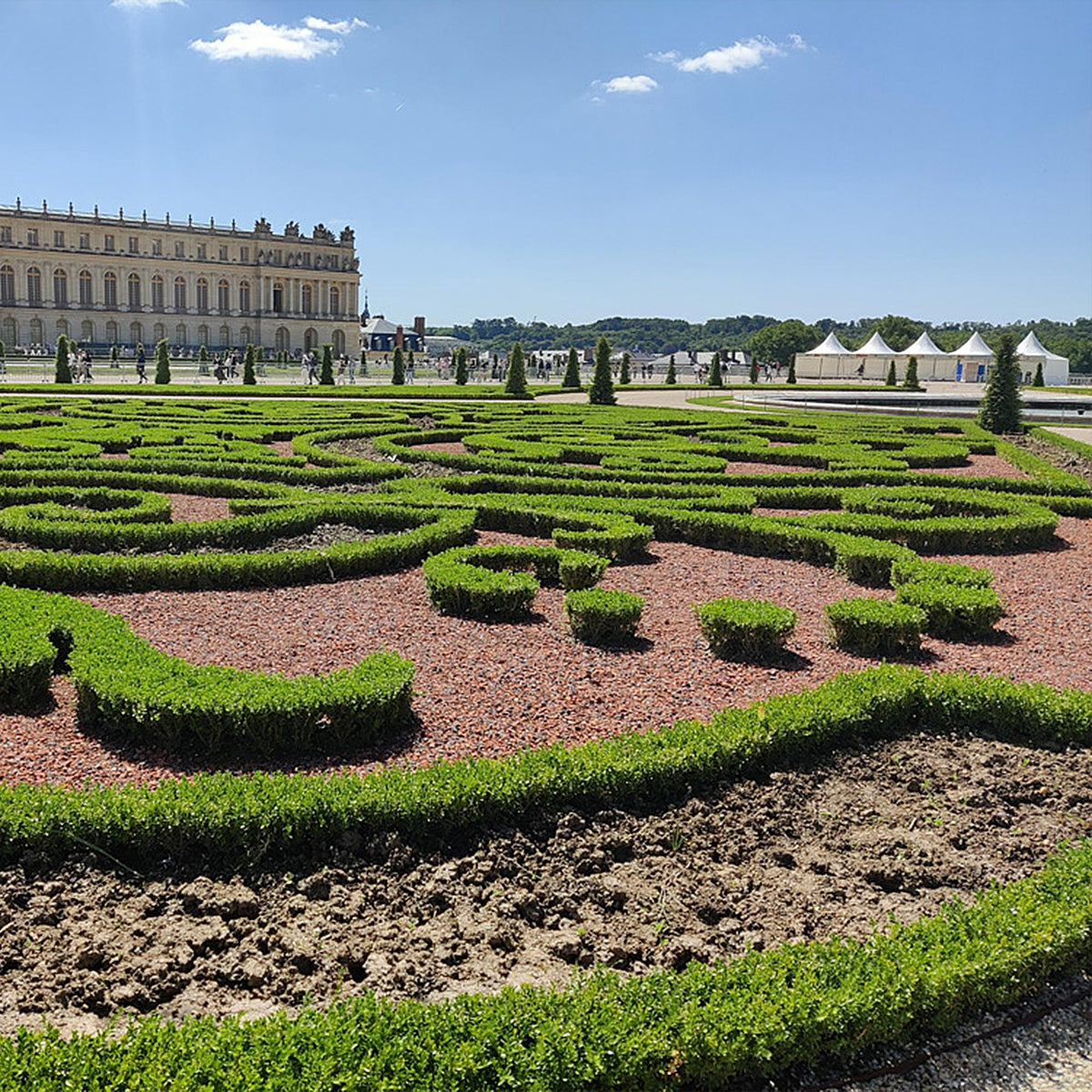 Buxus 'Pyramide' – 2 Pflanzen, Ø 23 cm, 60–70 cm hoch